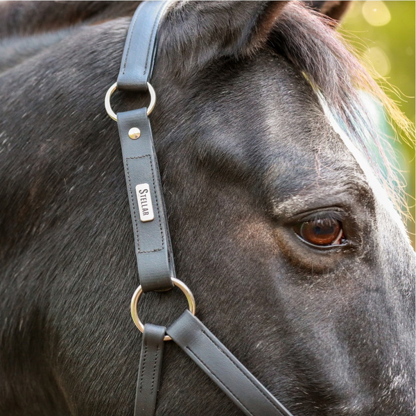 Equilibrium Nieuwe Stellar Hoofdhals EQB1673 - Black